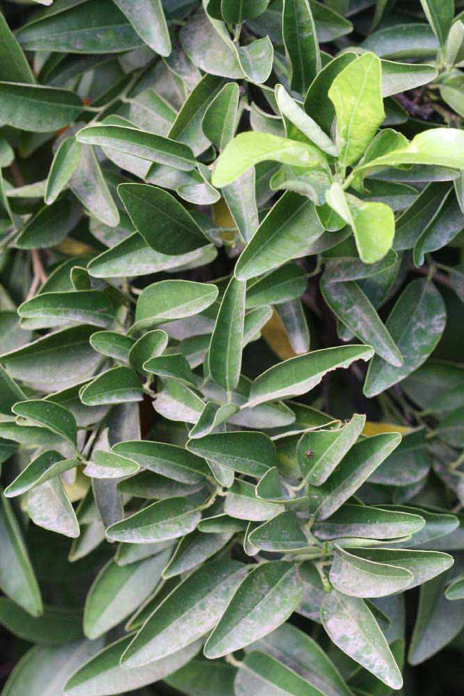              Sun leaves (Riverside, CA)       